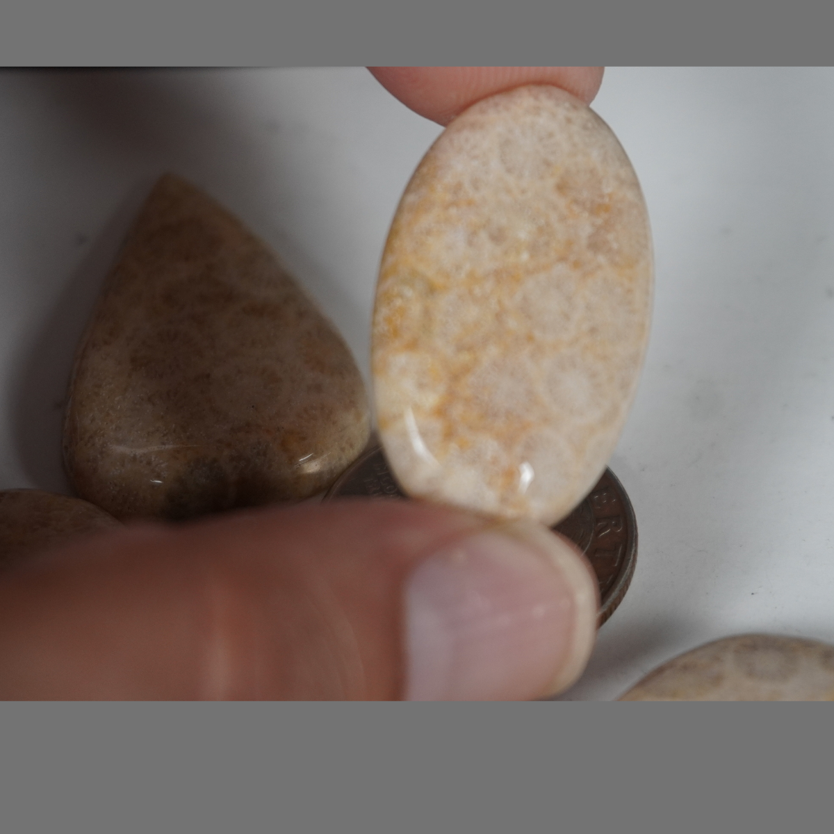 Fossilized coral cabochons