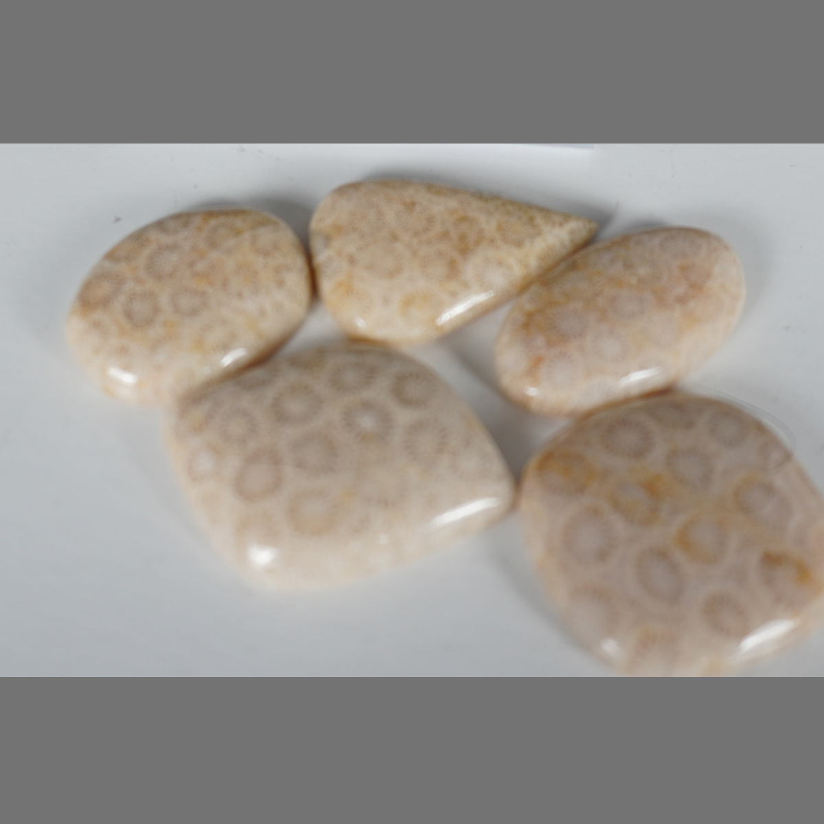 Fossilized coral cabochons