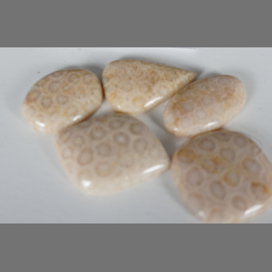 Fossilized coral cabochons