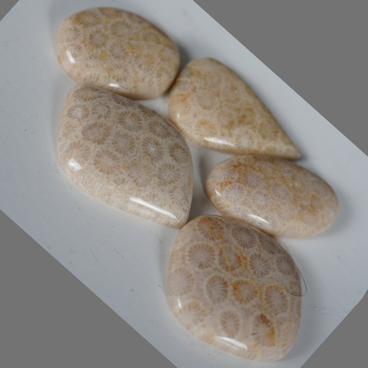 Fossilized coral cabochons