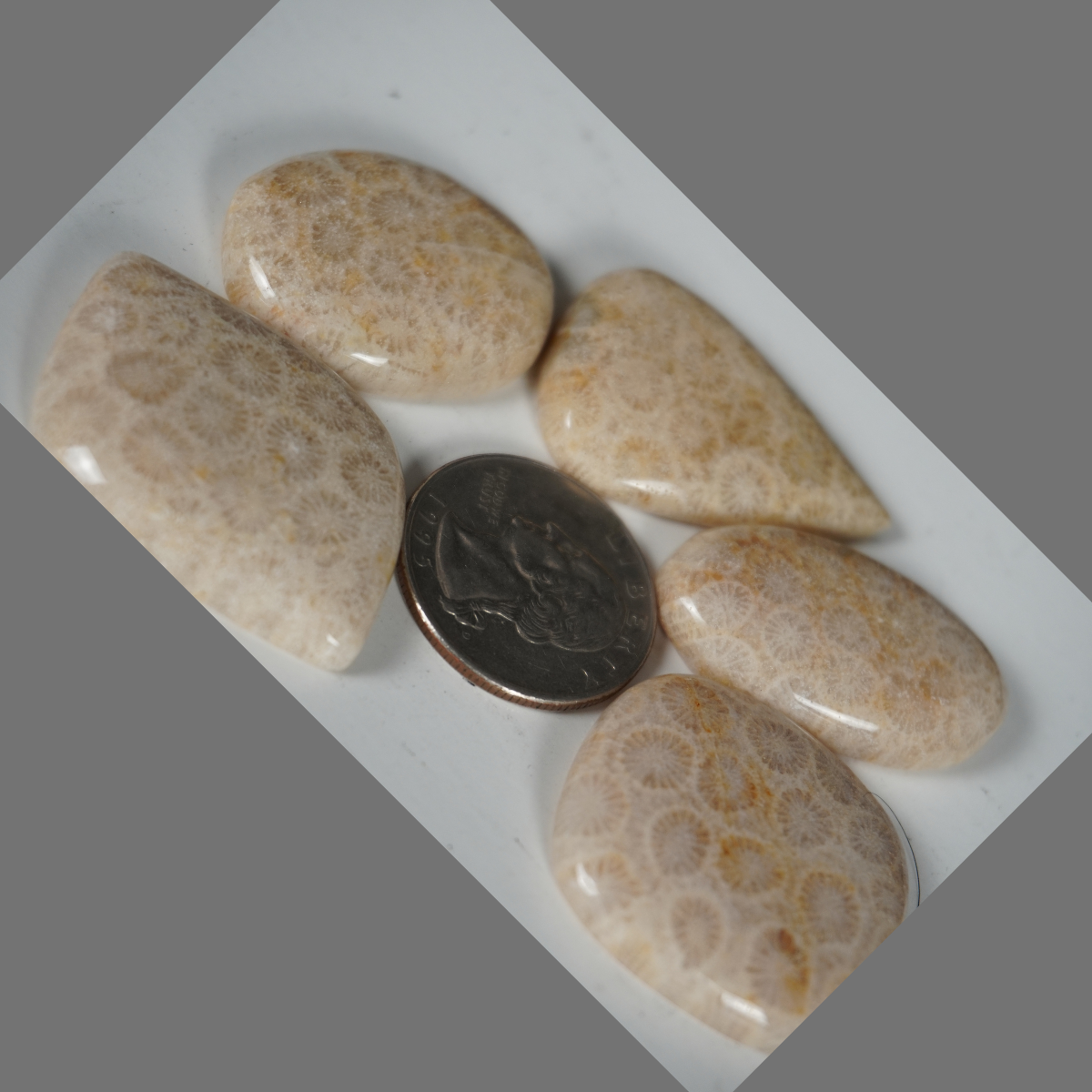 Fossilized coral cabochons