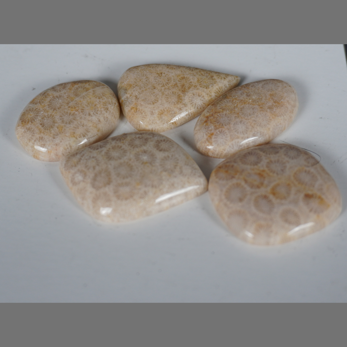 Fossilized coral cabochons