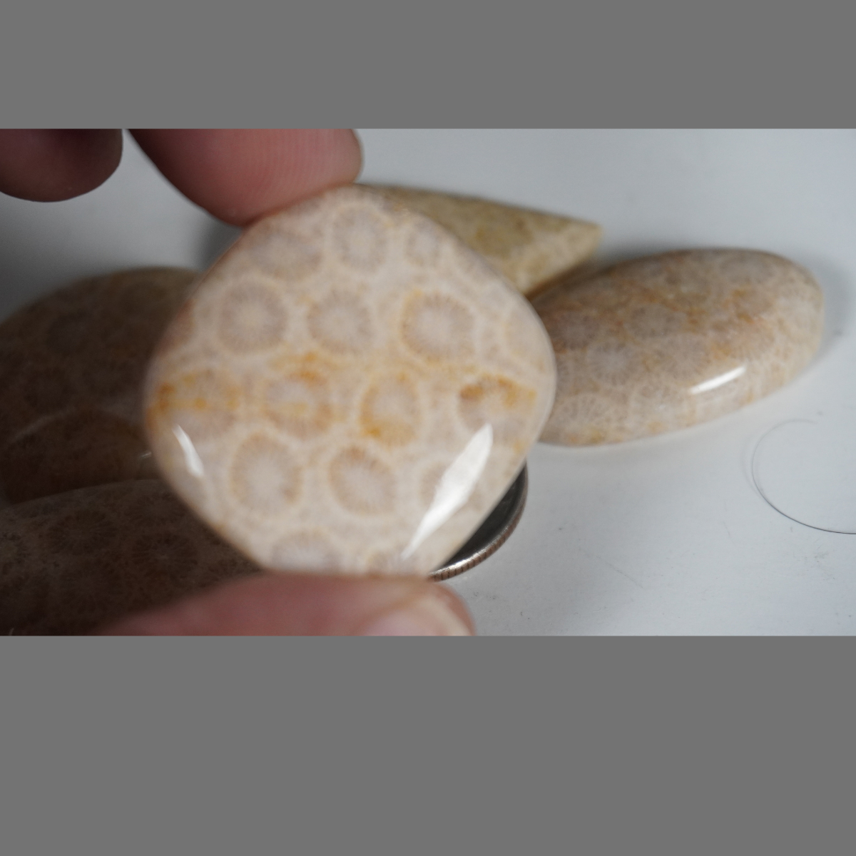 Fossilized coral cabochons
