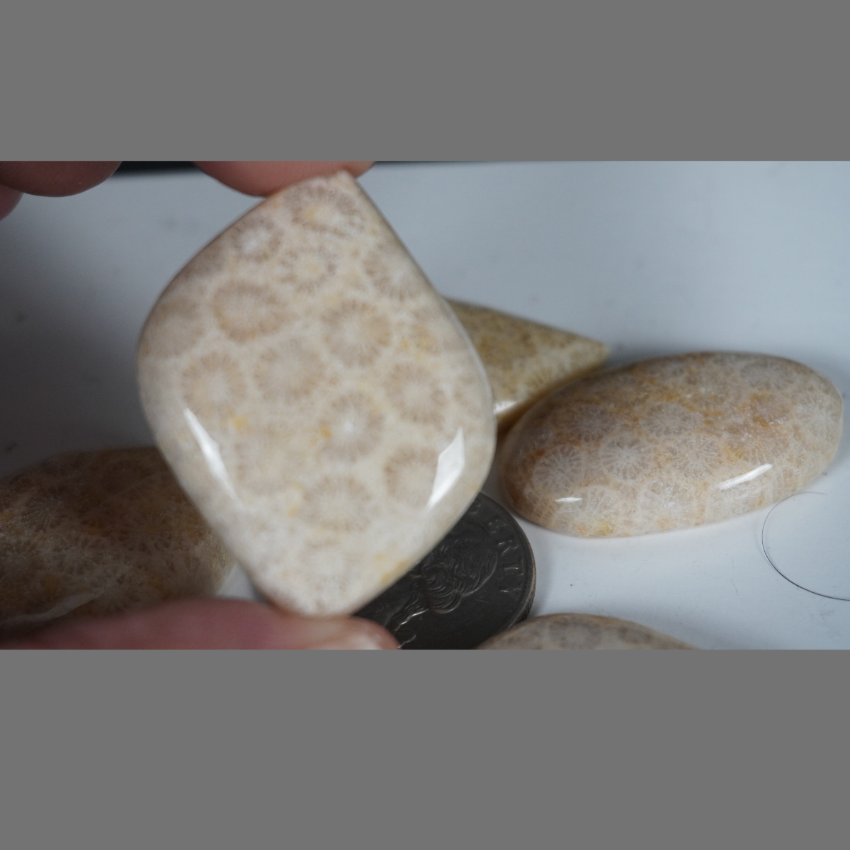 Fossilized coral cabochons