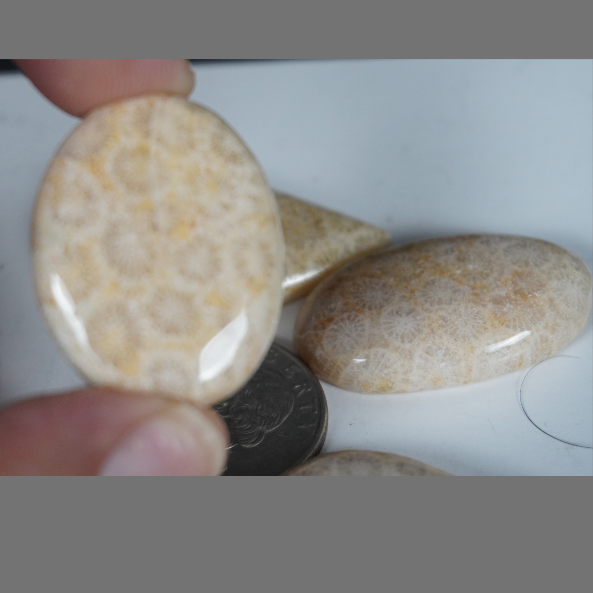 Fossilized coral cabochons