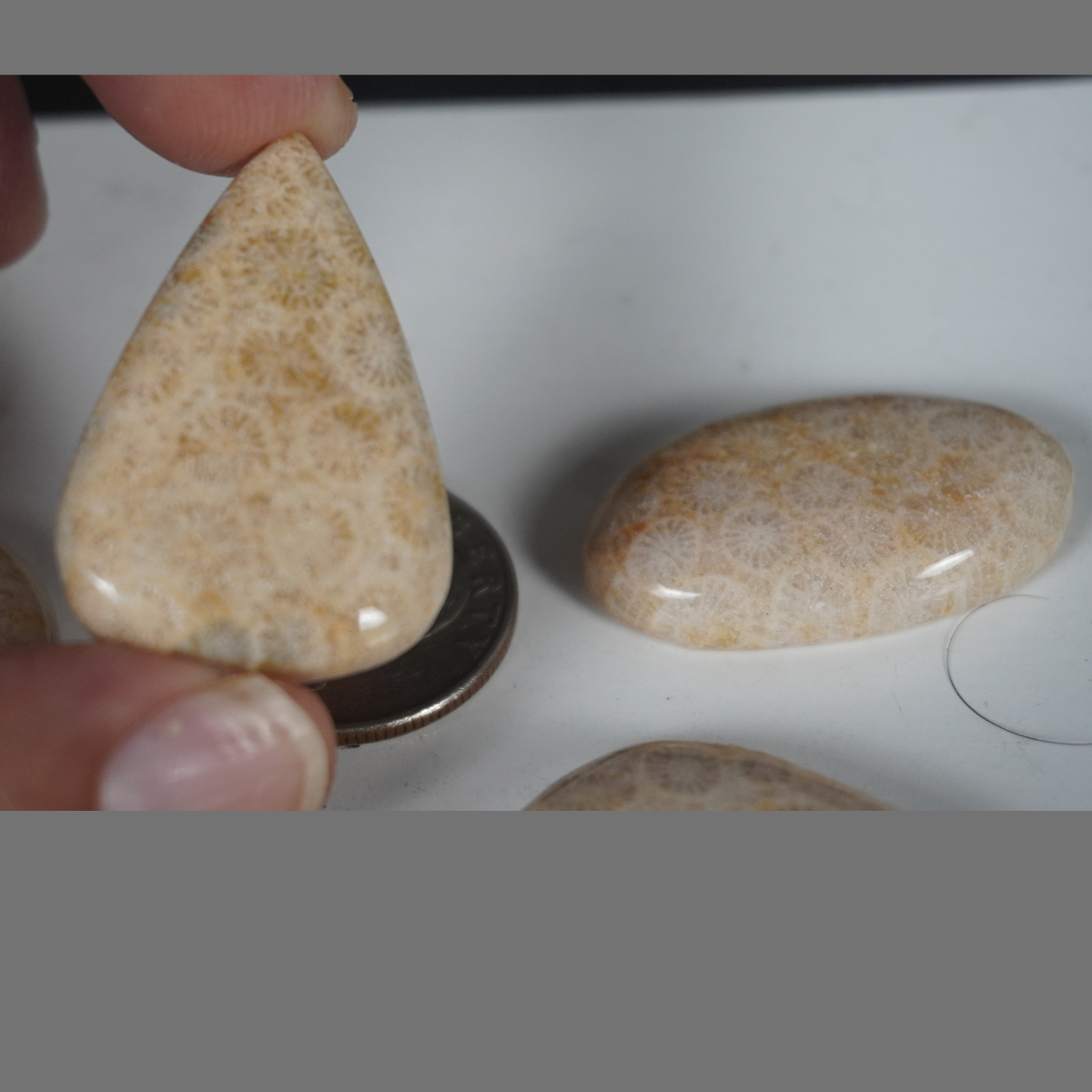 Fossilized coral cabochons